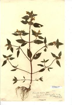 Image of Downy Hemp-nettle