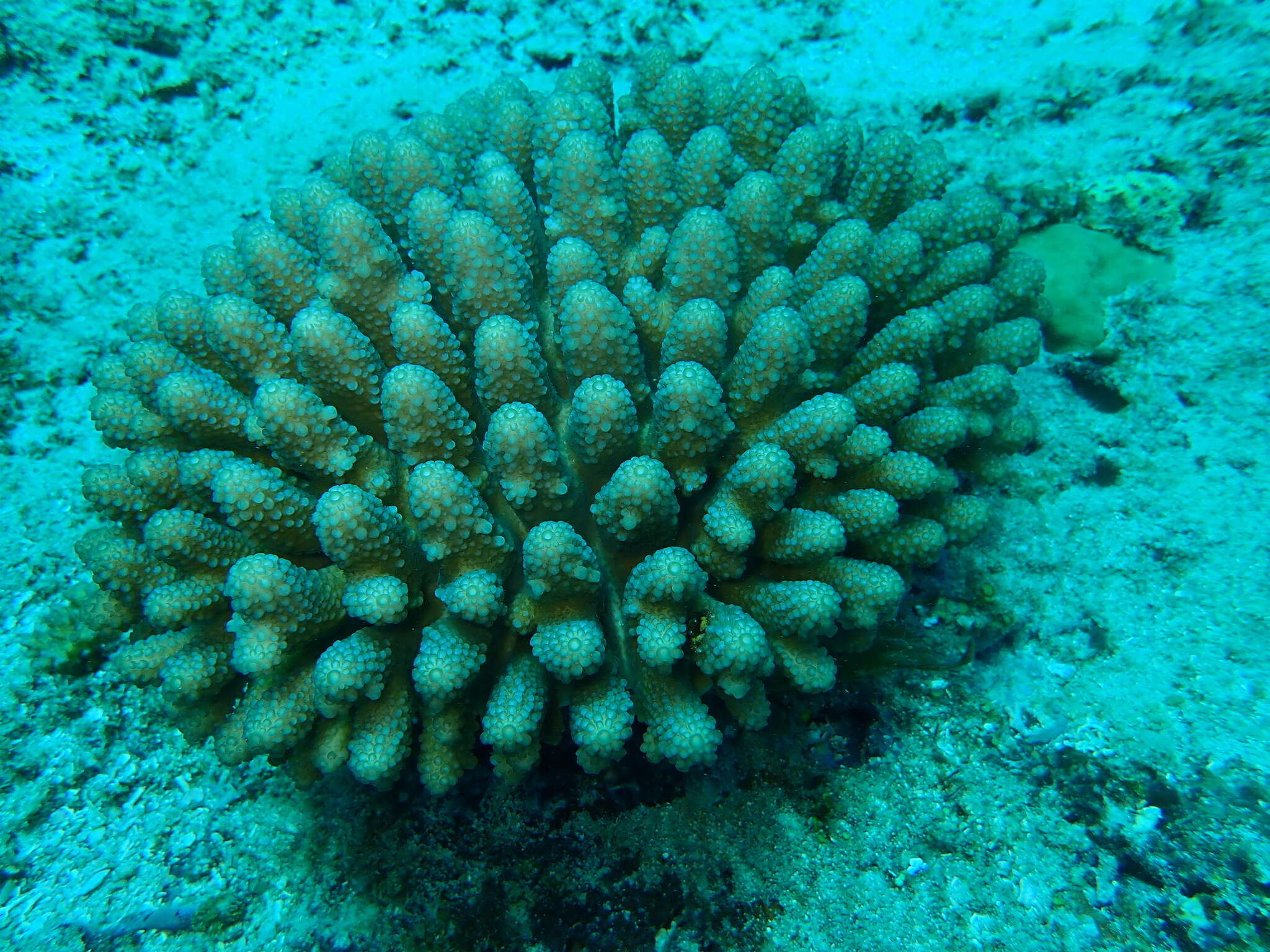 Image of Staghorn coral