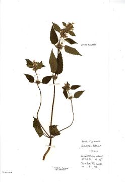 Image of brittlestem hempnettle