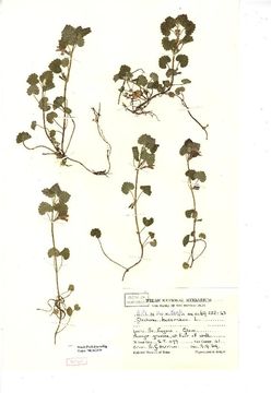 Image of ground ivy