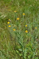 Image of Centaurea glastifolia subsp. intermedia (Boiss.) L. Martins