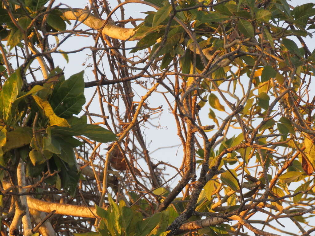 Image of Grey-crested Cacholote