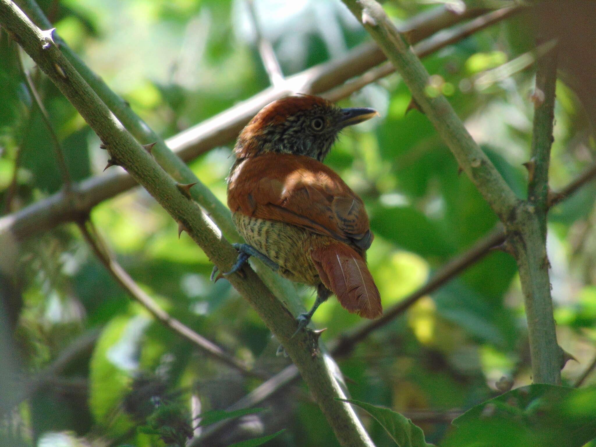 Image of Bar-crested Antshrike