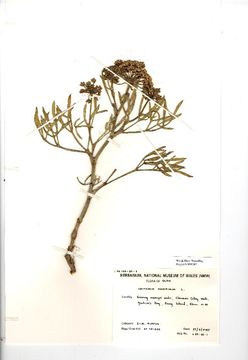 Image of <i>Crithmum maritimum</i>