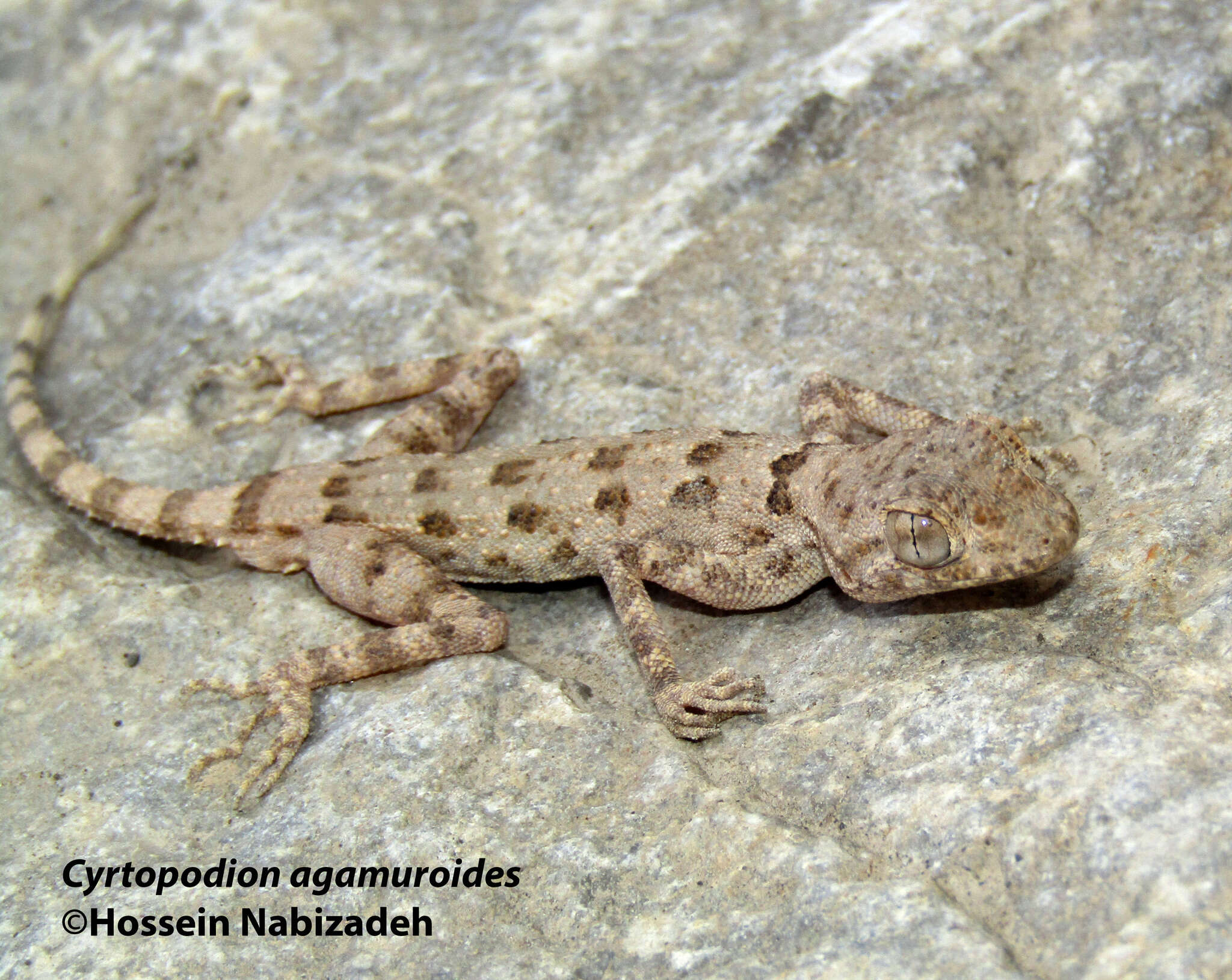 Слика од Cyrtopodion agamuroides (Nikolsky 1900)