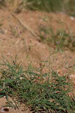 Image of Tephrosia dregeana E. Mey.