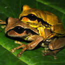 Image of Mourning Treefrog