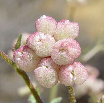 Image of Trachymene ornata (Endl.) Druce