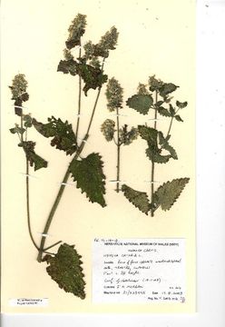 Image of catnip