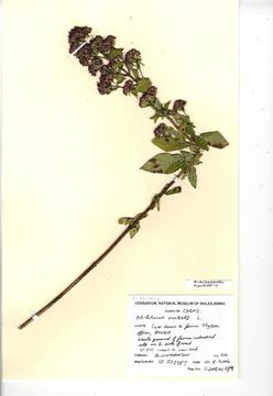 Image of oregano