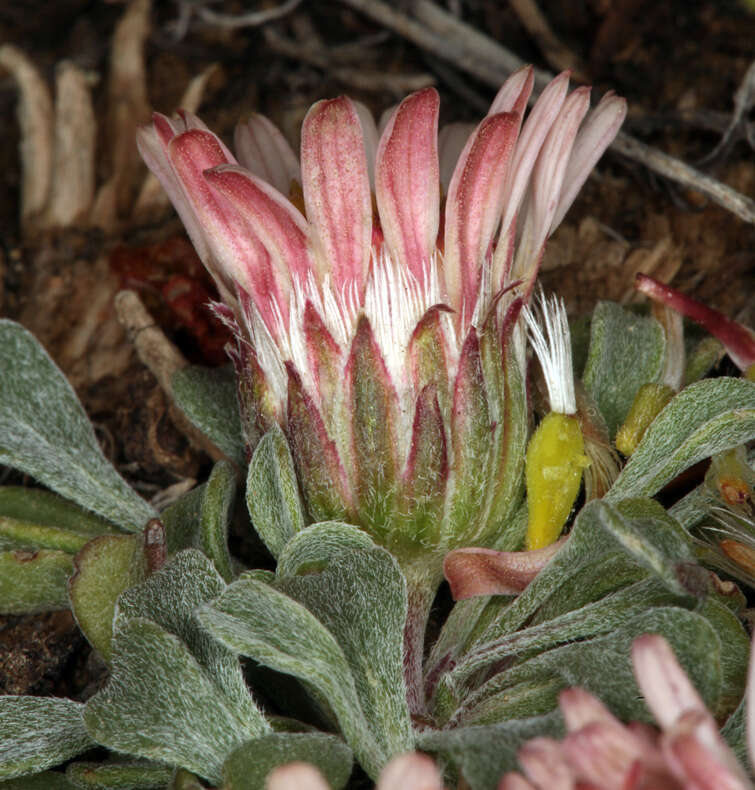 Image of tufted Townsend daisy