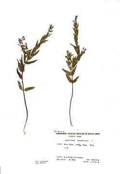 Image of common scullcap