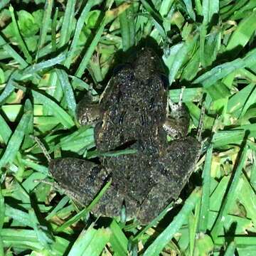 Image of Gray's Stream Frog