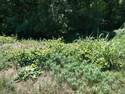 Image of Vitis instabilis Ardenghi, Galasso, Banfi & Lastrucci