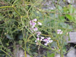 Image of Carmichaelia odorata Hook.