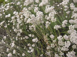Image of Strandveld Blombush