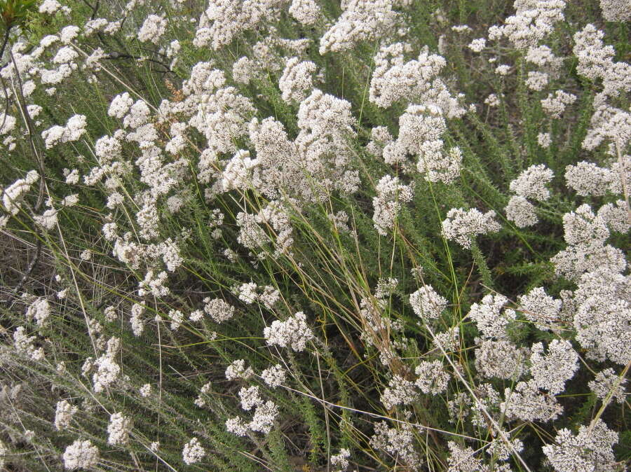 Image of Strandveld Blombush