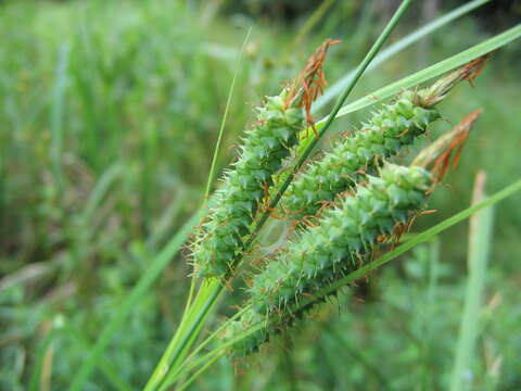 Image of cypress swamp sedge