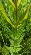 Image of Culver's root