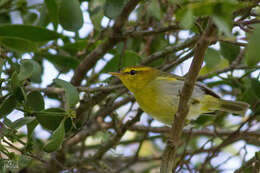 Image of Yellow-throated Warbler