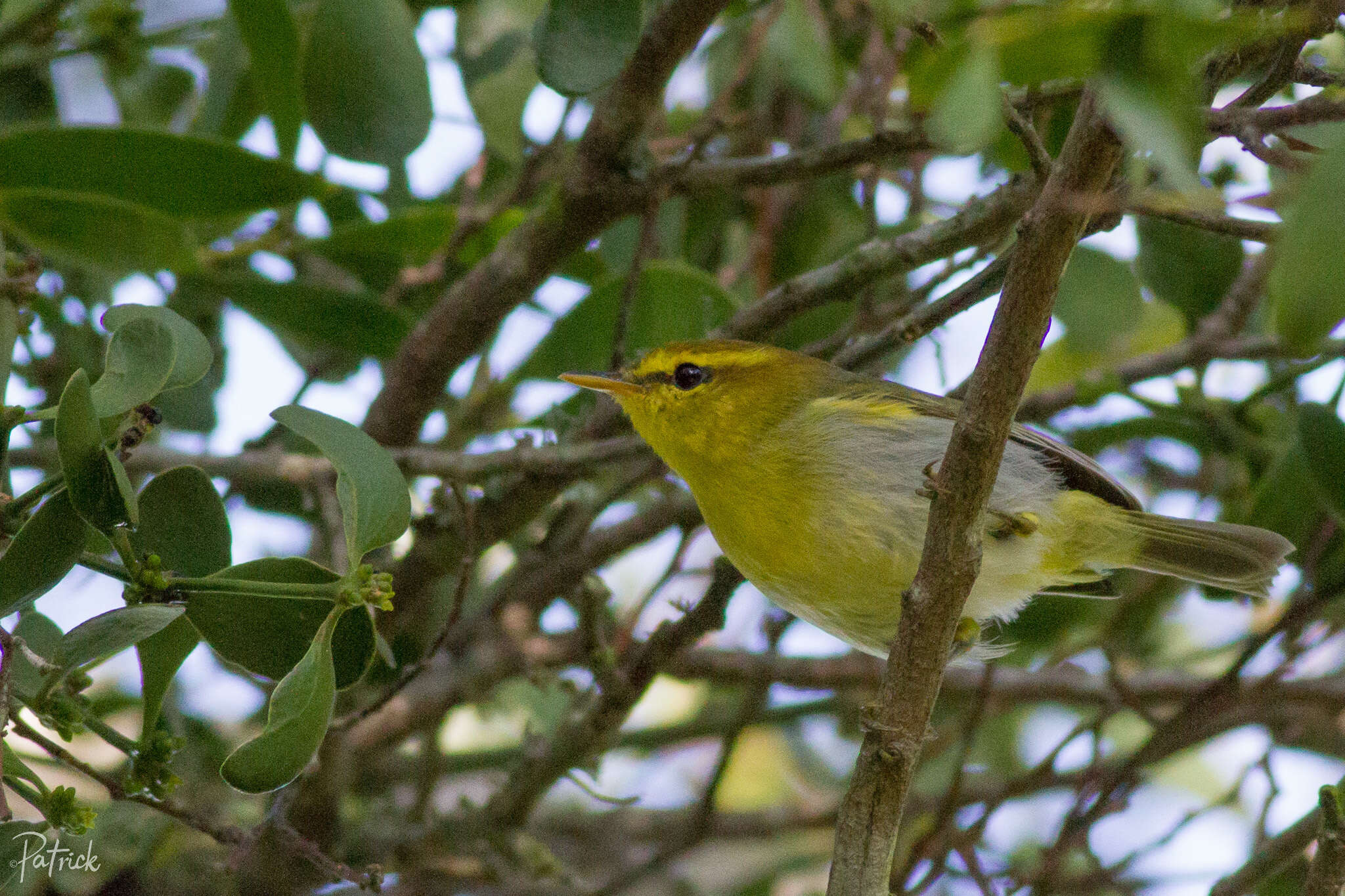 صورة Phylloscopus ruficapilla (Sundevall 1850)