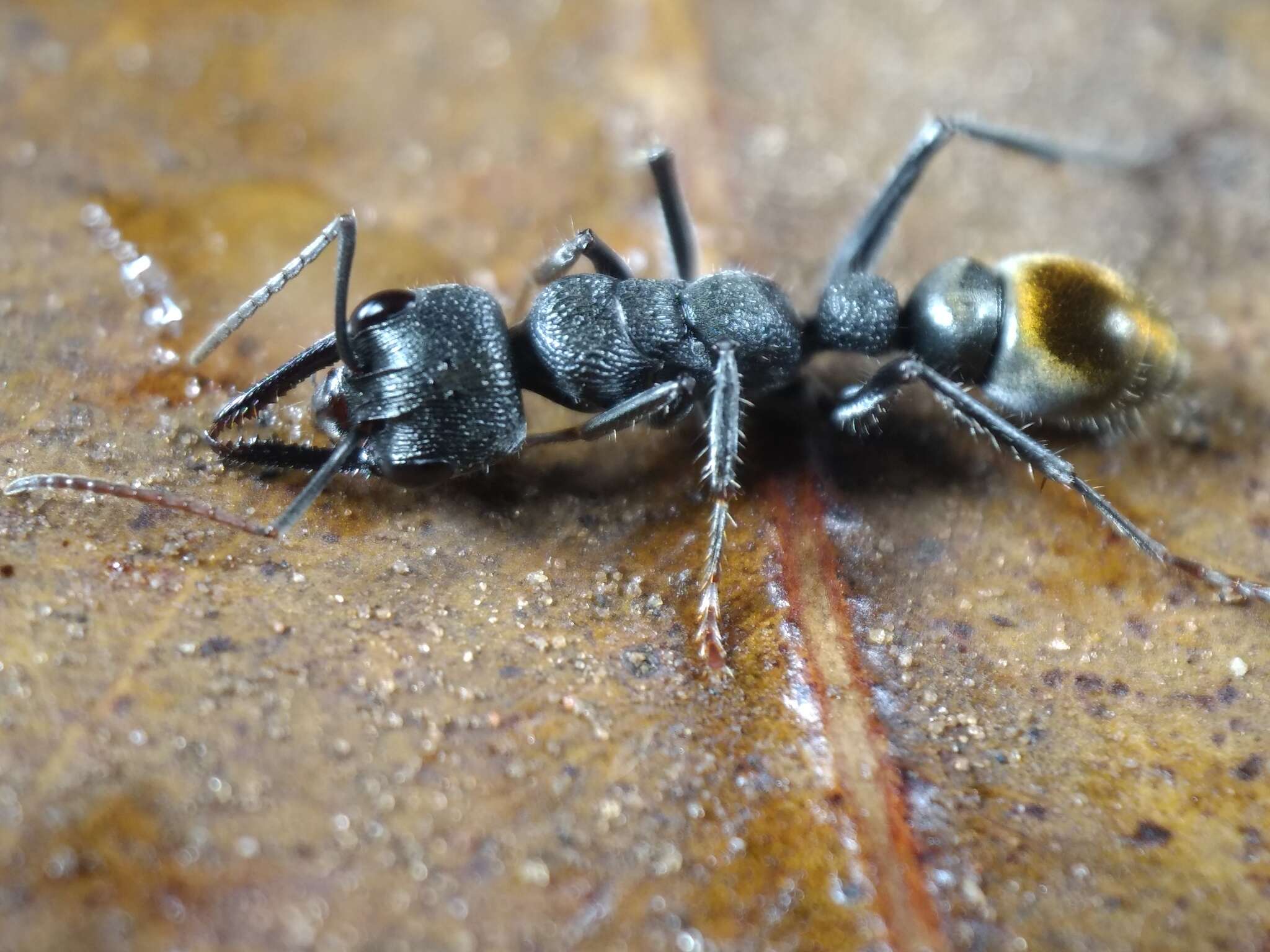 Image of Myrmecia gilberti Forel 1910