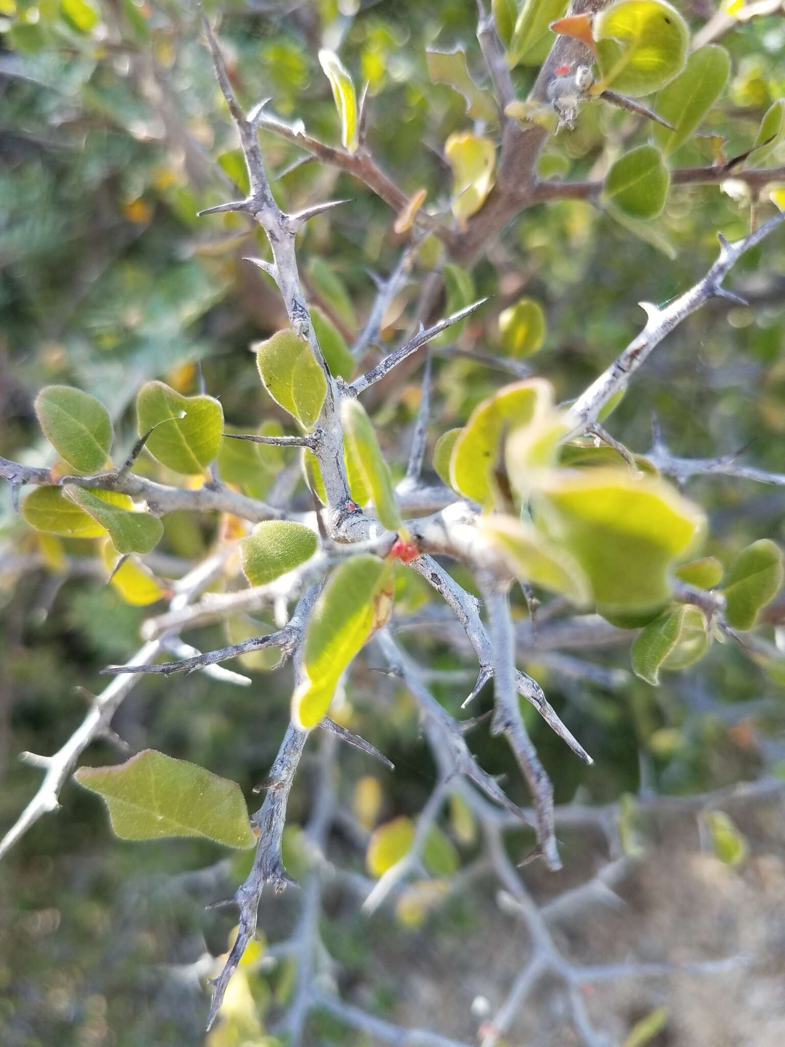 Image of Castela peninsularis Rose