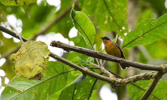 Image of Black-eared Hemispingus