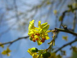 Image of Parkinsonia × sonorae