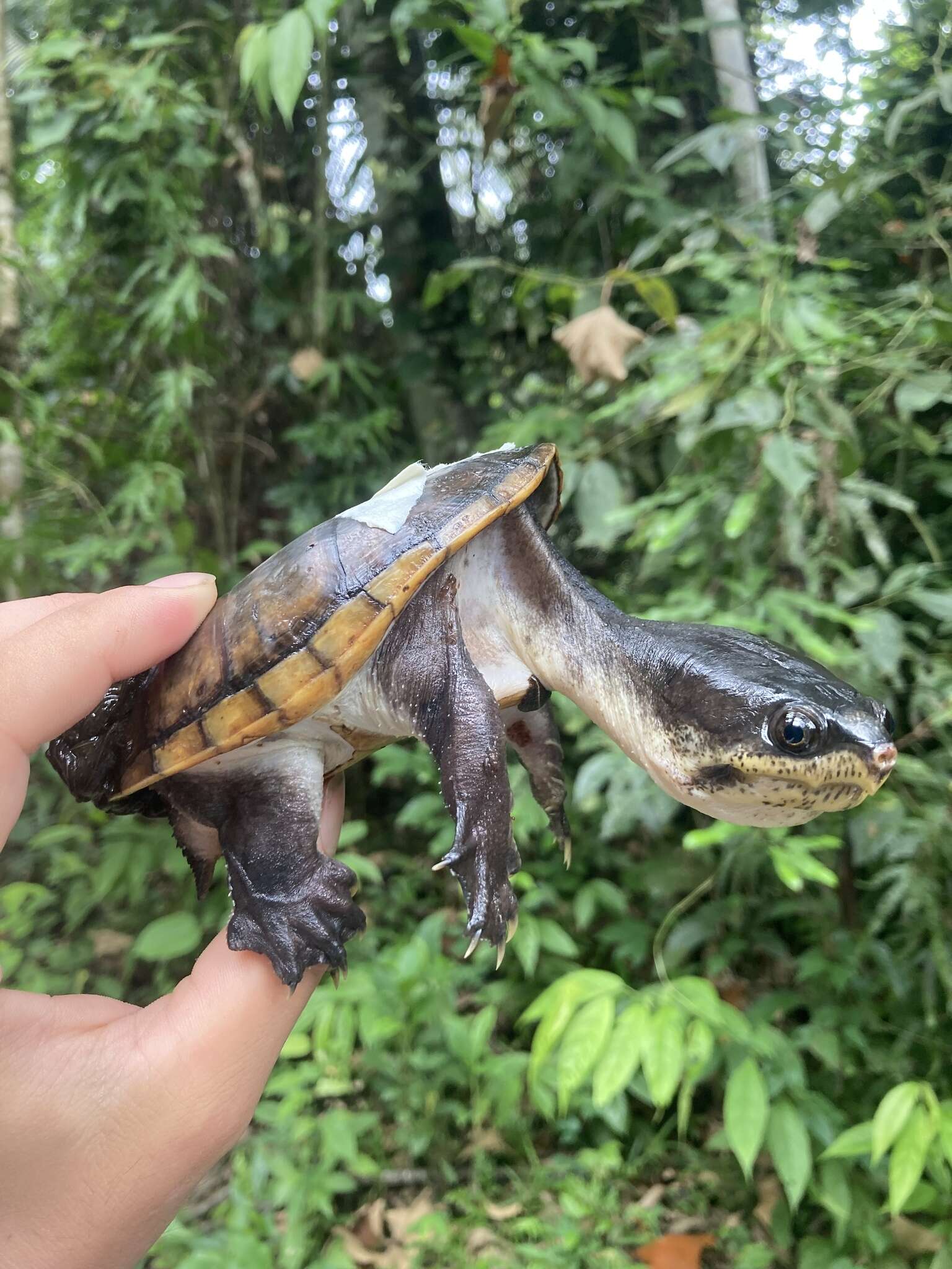 Image of narrow-bridged musk turtle