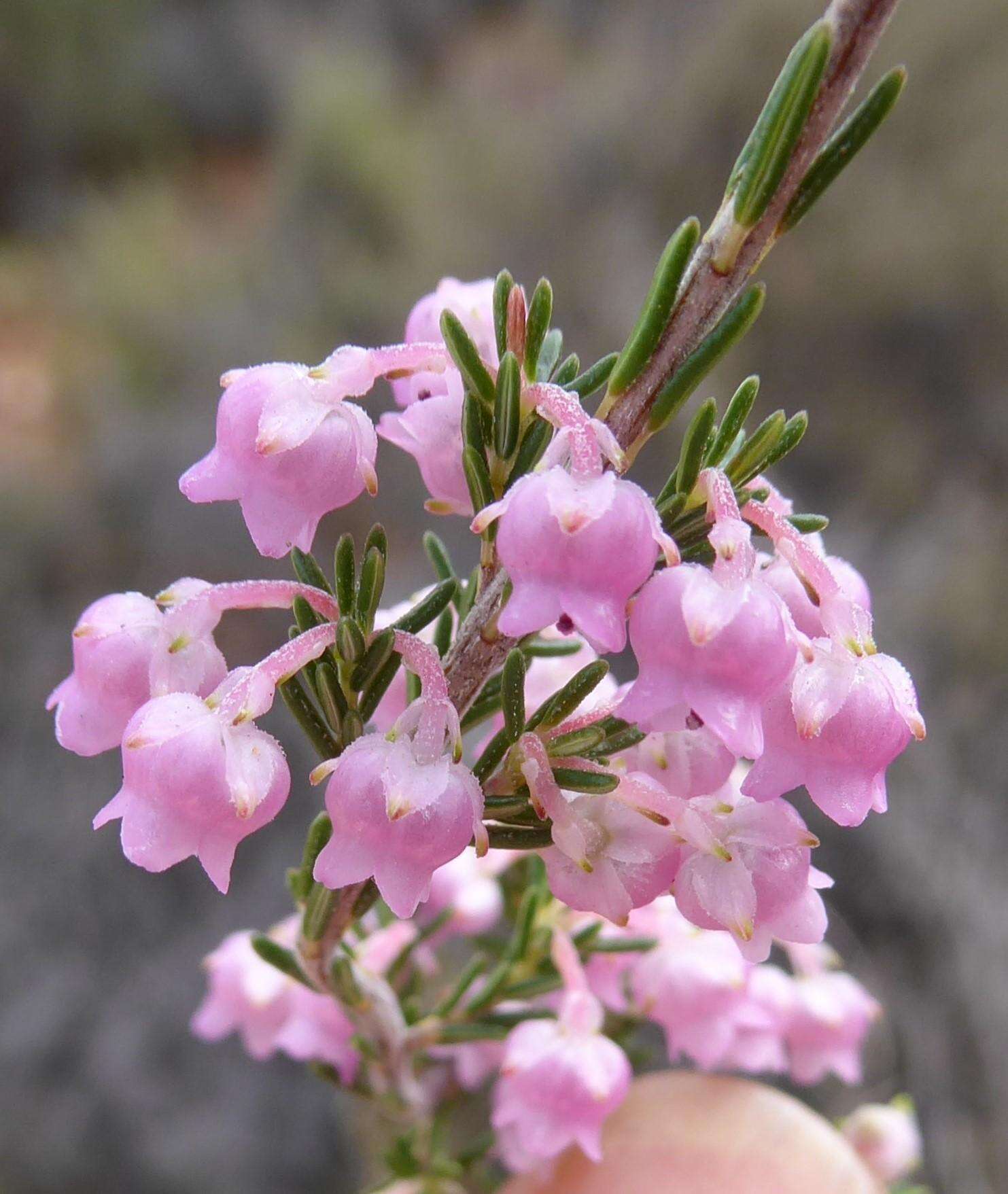 Image of Erica selaginifolia Salisb.