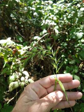 Elymus californicus (Bol. ex Thurb.) Gould的圖片