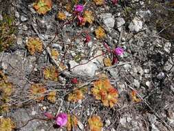 Image of Australian sundew