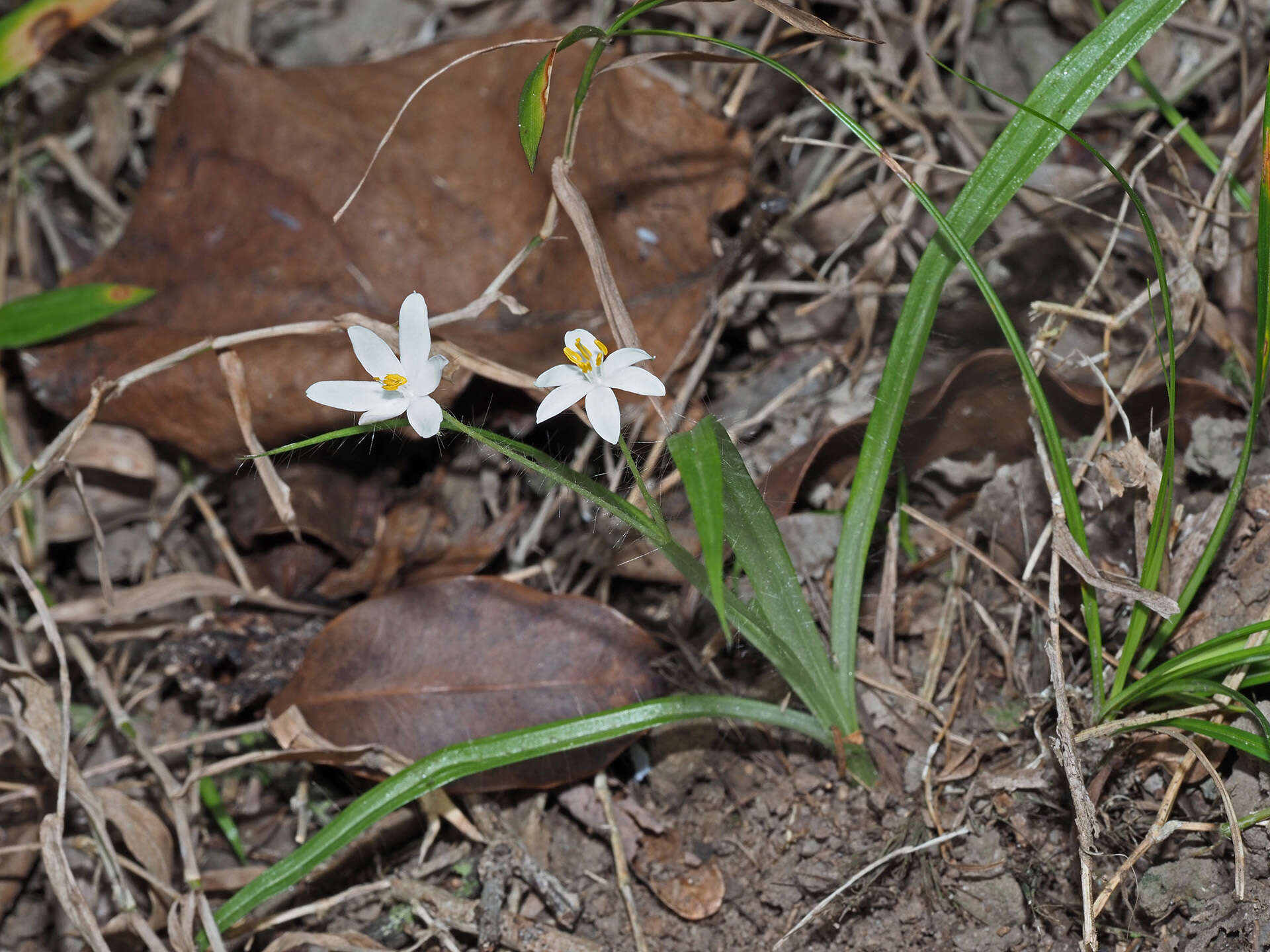 Image of Hypoxis nivea Y. Singh