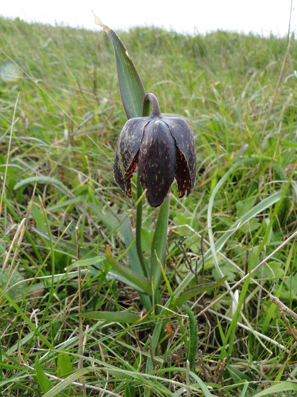 Image of checker lily