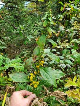 Image of Clustered Goldenrod