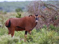 Image of Fringe-eared oryx