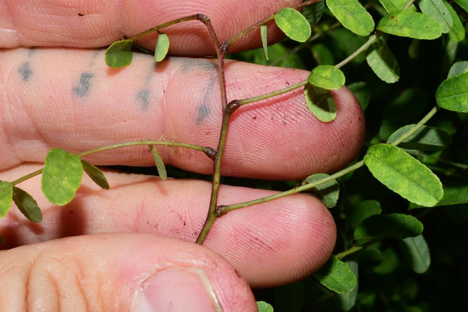 Image of clusterspike false indigo