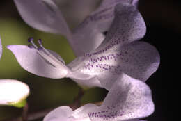 Image de Plectranthus saccatus subsp. pondoensis van Jaarsv. & T. J. Edwards