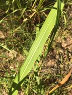 Image of Short-Beard Plume Grass