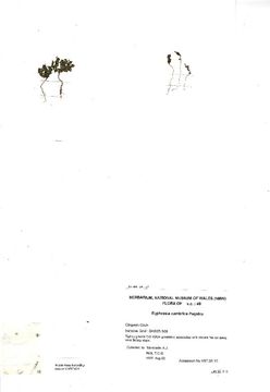 Image of <i>Euphrasia cambrica</i> Pugsley
