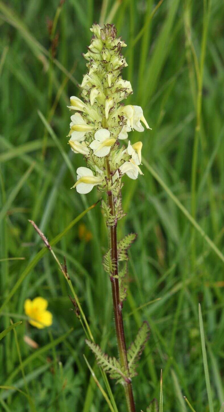 Слика од Pedicularis elongata A. Kerner