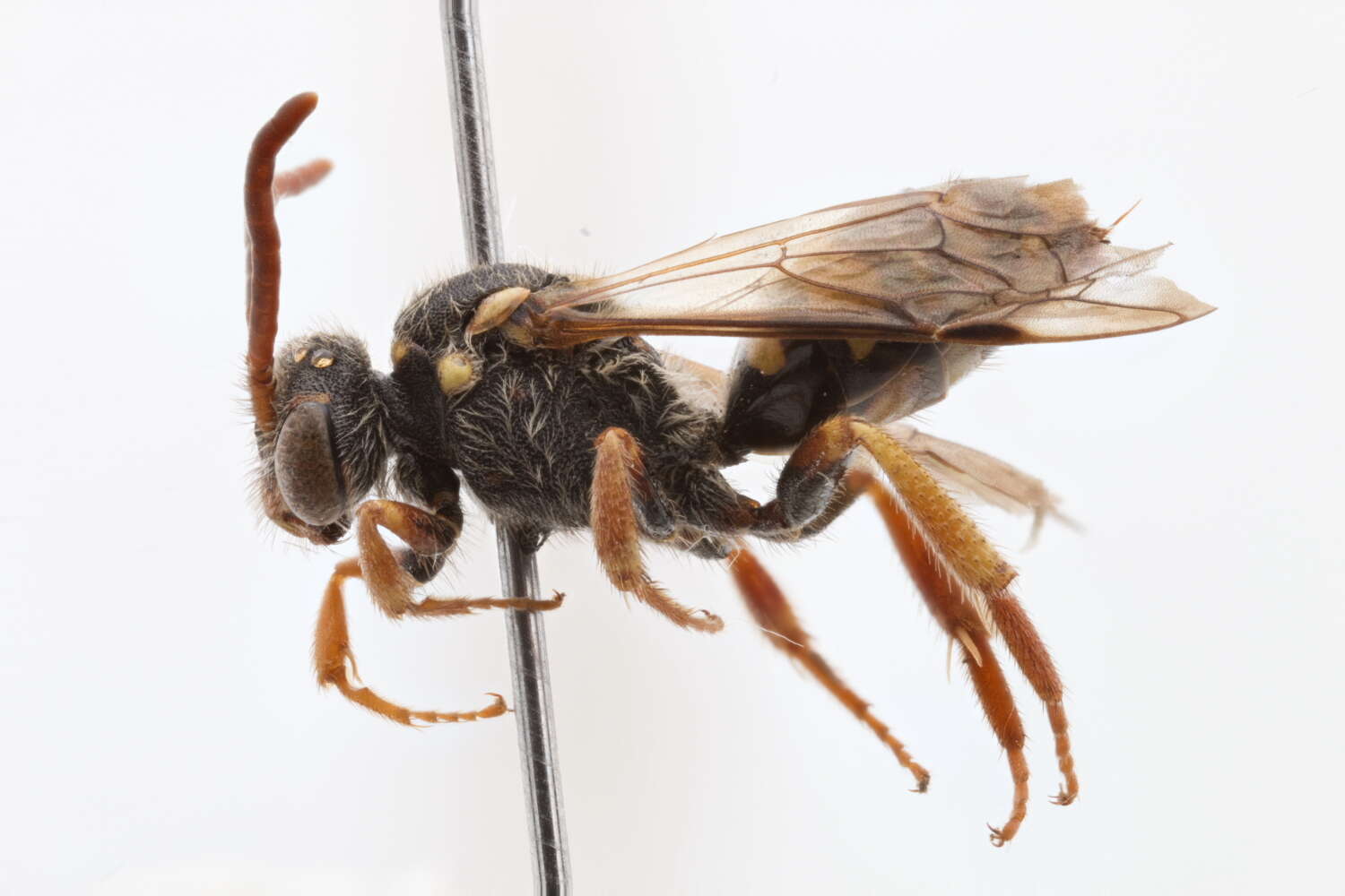 Image of Nomada sphaerogaster Cockerell 1903
