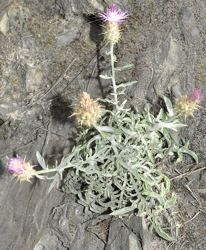 Plancia ëd Centaurea pulvinata (G. Blanca) G. Blanca