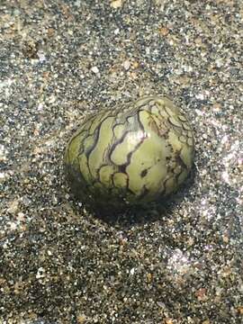 Image of dubious nerite