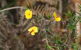 Imagem de Pultenaea juniperina Labill.