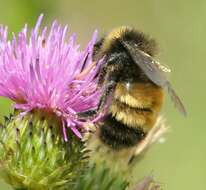 Image of Yellow-banded Bumblebee