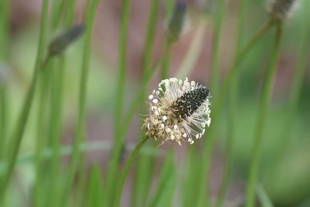 Image of Ribwort Plantain