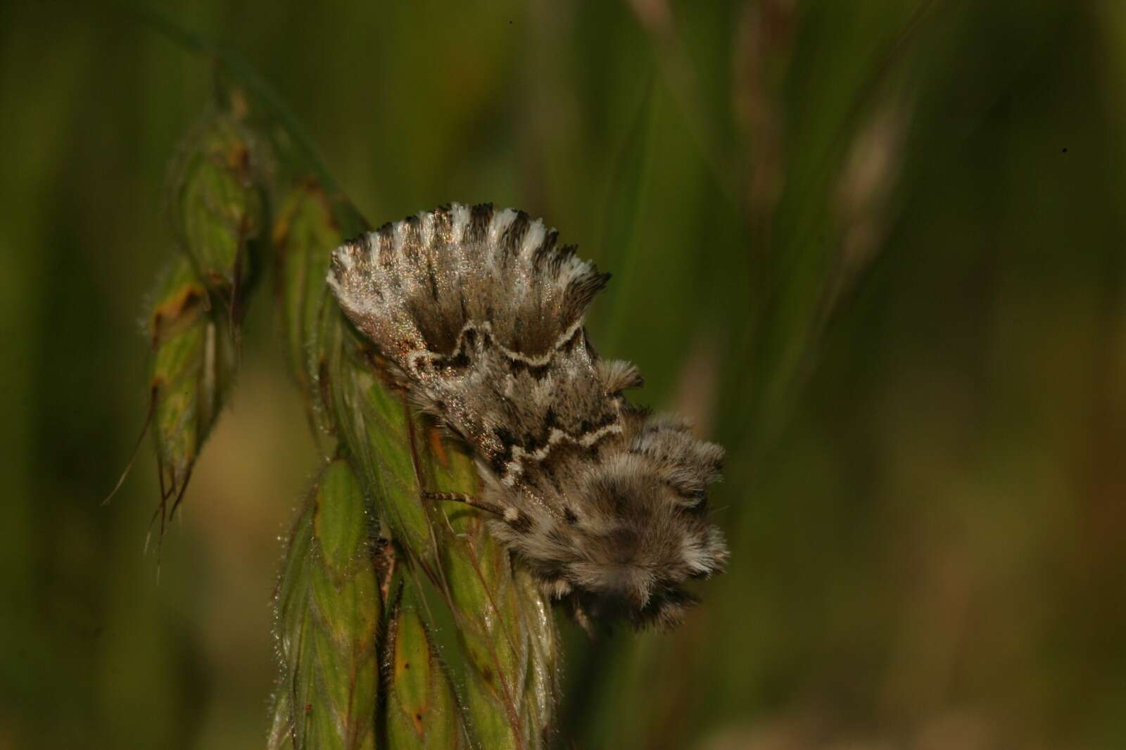 Image of Cleonymia baetica Rambur 1837