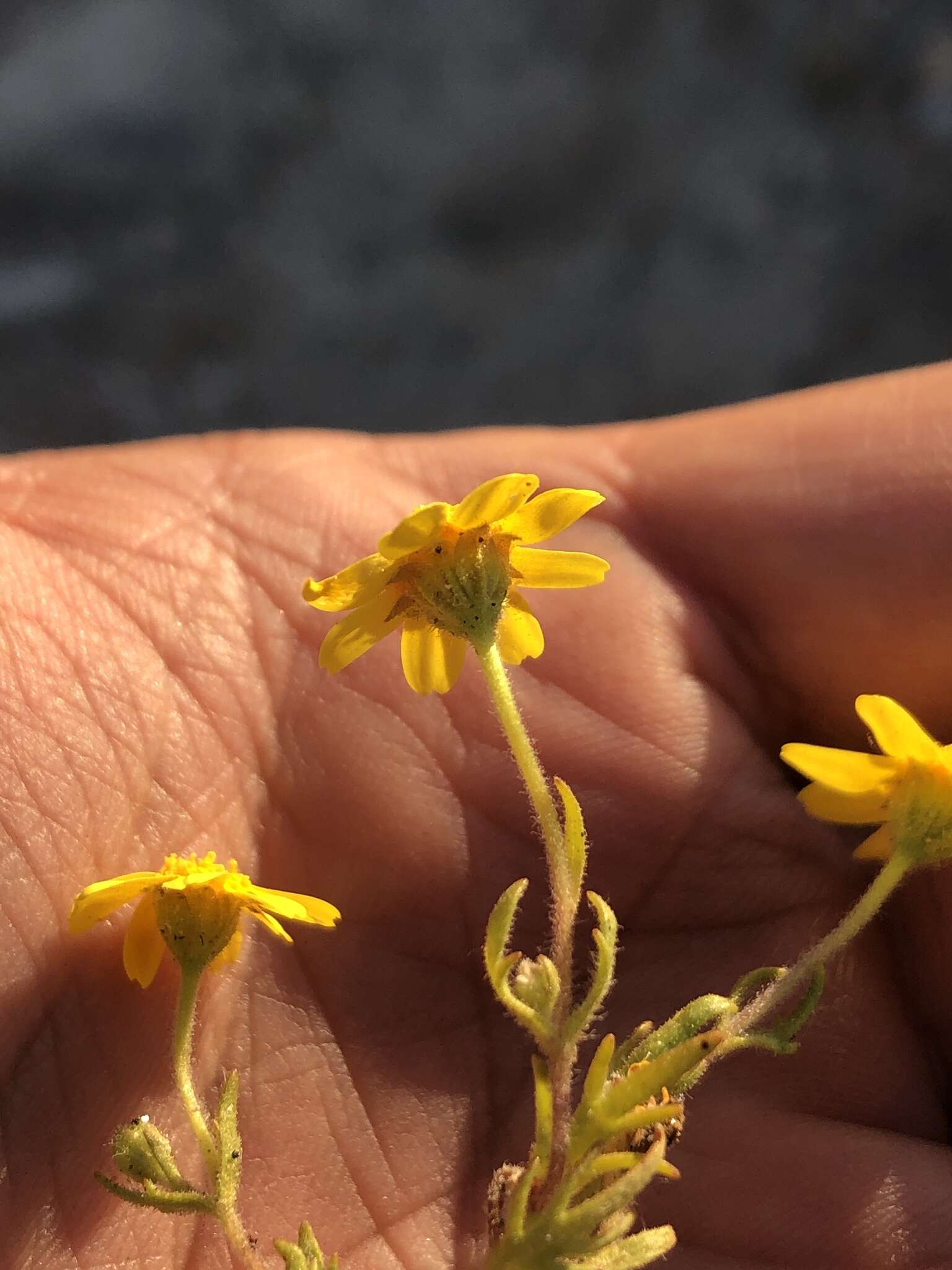 Lasthenia coronaria (Nutt.) Ornduff resmi